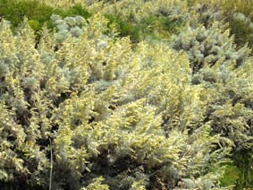 Artemisia arborescens
